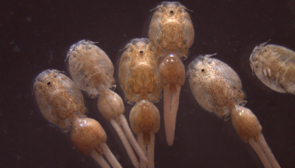 Caligus rogercresseyi. caligus, piojo, sea lice, parásito, parasitosis