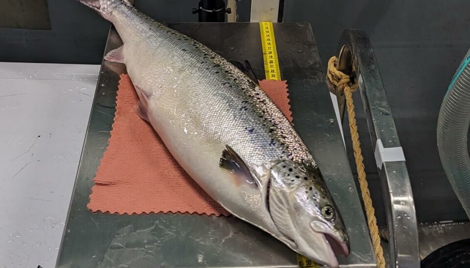 Los peces de Proximar Seafood crecen en las instalaciones de postsmolt.