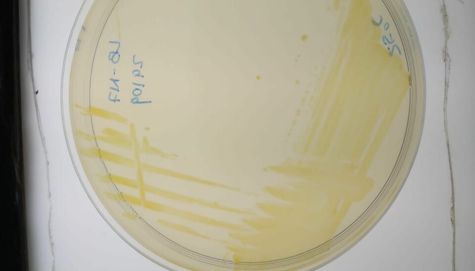 flavobacterium, flavobacteriosis