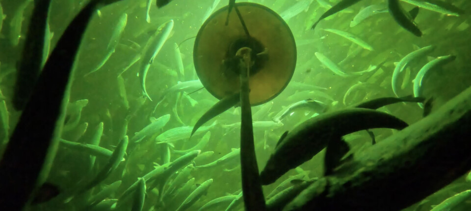 Anuncian 9ª versión del Workshop Internacional de Fotoperiodo