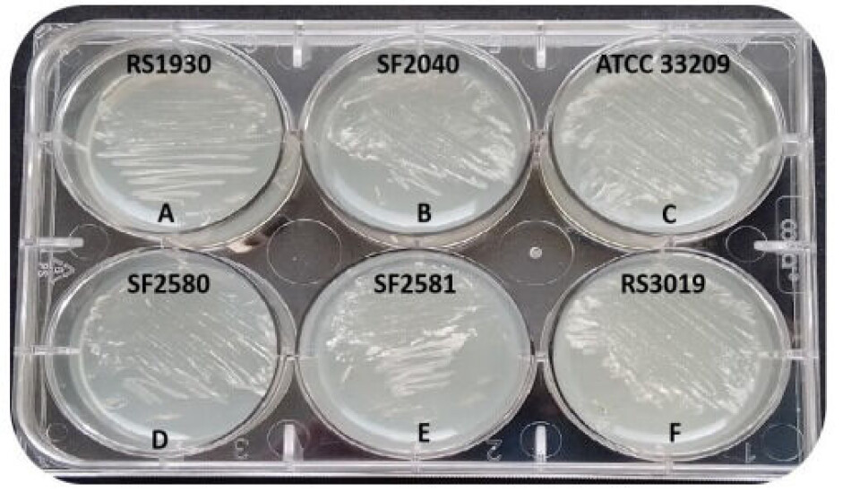 renibacterium, salmoninarum, bacteria, placas, cultivo, microbiología, laboratorio