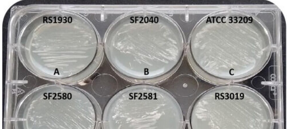 Nuevo medio de cultivo acelera el crecimiento de Renibacterium