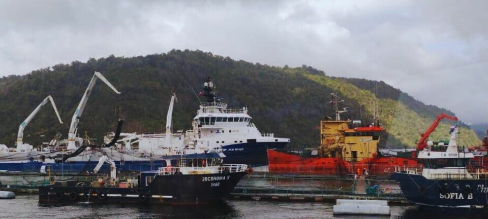 Las salmonicultoras presentes en la ACS que experimenta floración algal nociva