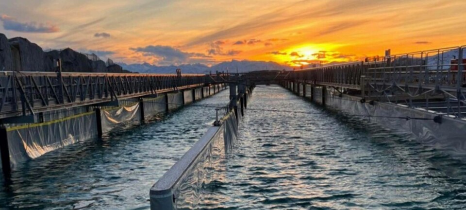 Productor de salmón obtiene un millonario financiamiento para su instalación en tierra