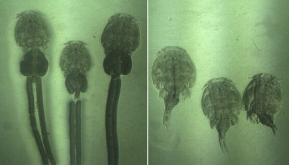 Hembras ovígeras (izquierda) y machos de Caligus rogercresseyi. caligus, piojo, parásito