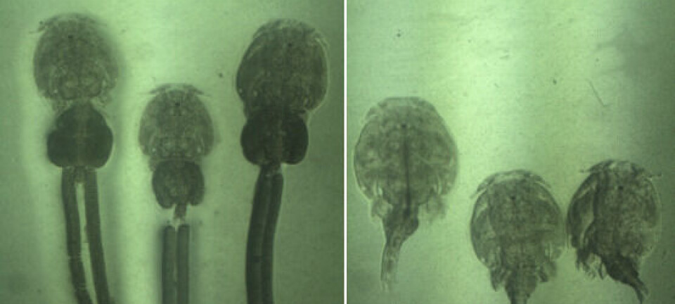 El recuento de hembras no grávidas de Caligus podría ser clave en su control