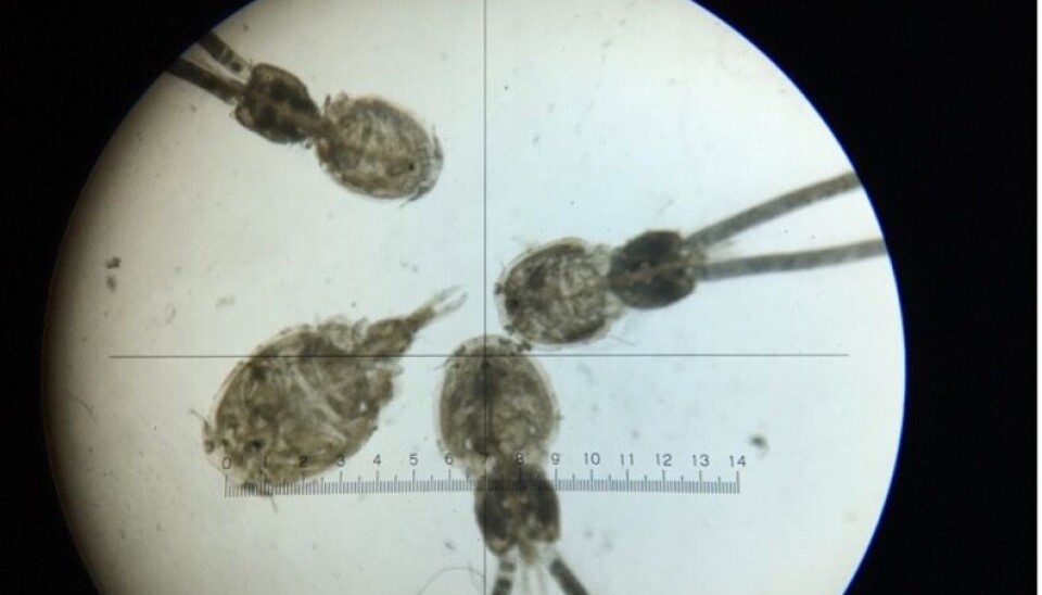 Ejemplares de C. rogercresseyi. caligus, piojo, sealice, parásito