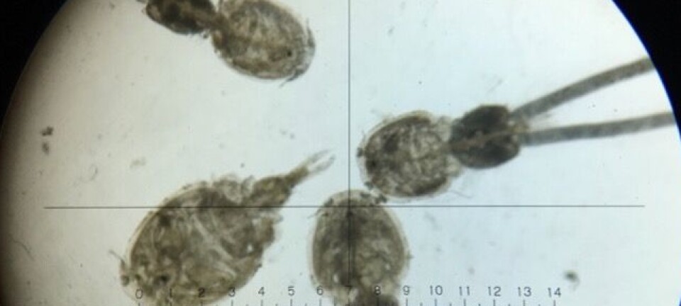 Péptido demuestra con éxito reducción de 92% en las cargas de Caligus