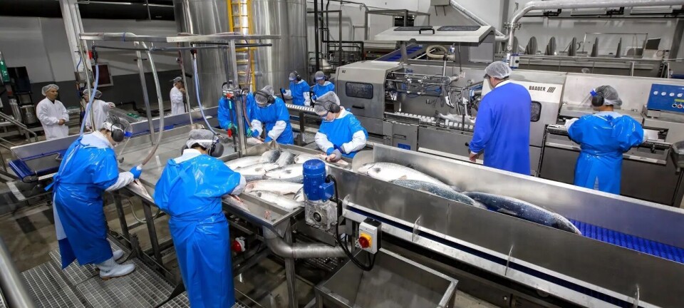 Productor RAS elimina 190 toneladas de salmón por altas concentraciones de geosmina
