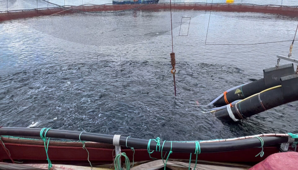 Jaula circular con salmones en centro de cultivo en mar.