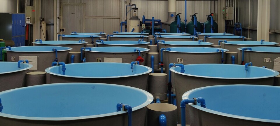 Chileno comprueba cómo el orujo de uva impulsa mejor FCR en trucha arcoíris