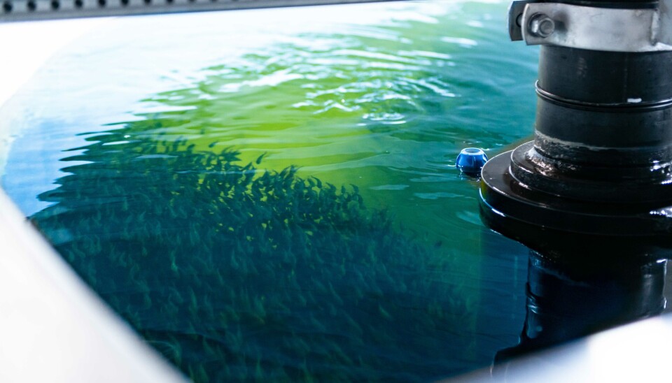 Los planes de Pure Salmon para el cultivo en tierra en Chile