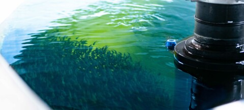 Los planes de Pure Salmon para el cultivo en tierra en Chile