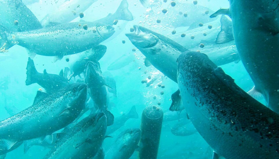 Andfjord Salmon, que planea producir 40 mil toneladas de salmón anualmente para 2030, ha elegido el sistema de alimentación a base de agua de Smir Group.