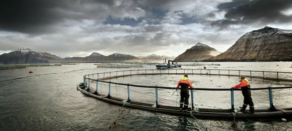 ISA descubierto en centro de salmonicultora: se reducen sus volúmenes de cosecha