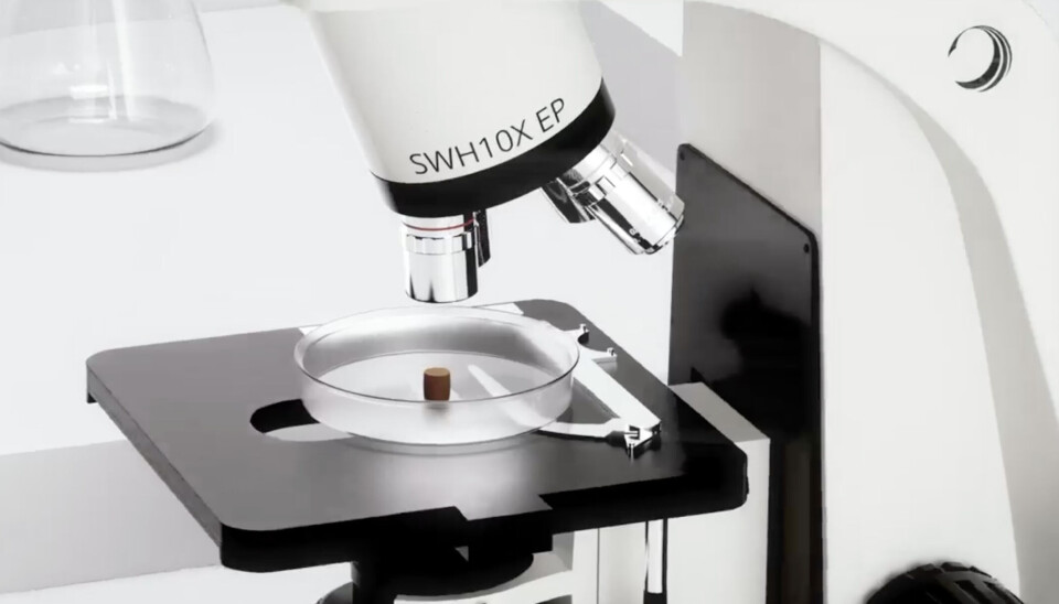 Proveedor lanza nuevo concepto de alimentos acuícolas: pone fecha para Chile