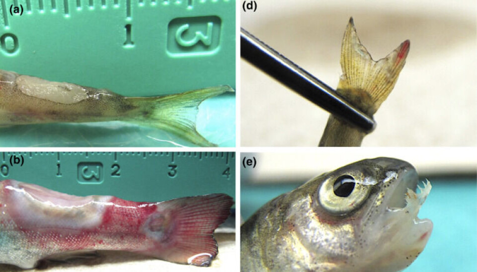 Lesiones externas producidas por Flavobacterium psychrophilum en salmón del Atlántico (a y d), salmón coho (e) y trucha arcoíris (c). flavobacterium, flavobacteriosis, enfermedad, smolt, agua dulce, piscicultura, patología
