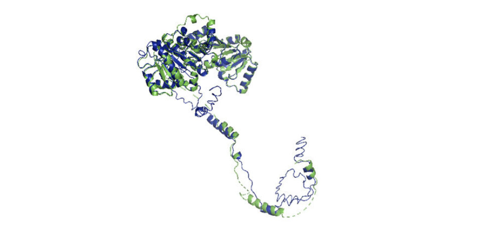 Modelo tridimensional de la proteína DDX41 de salmón del Atlántico (verde) y humano (azul).