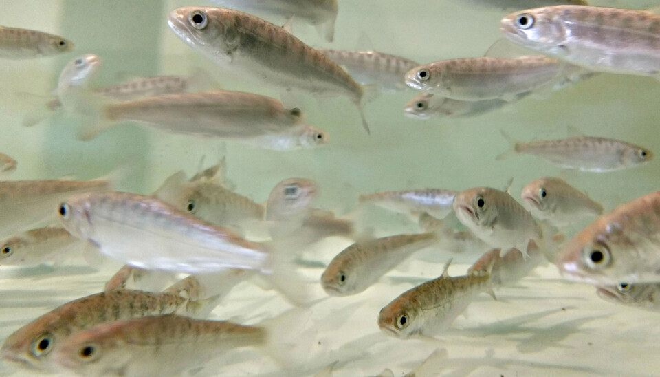 Estudian compuesto que inhibe la replicación de IPNV en peces smolt, coho, peces, fry, alevin, pez, piscicultura, agua dulce