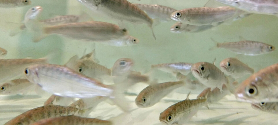 Estudian compuesto que inhibe la replicación de IPNV en peces