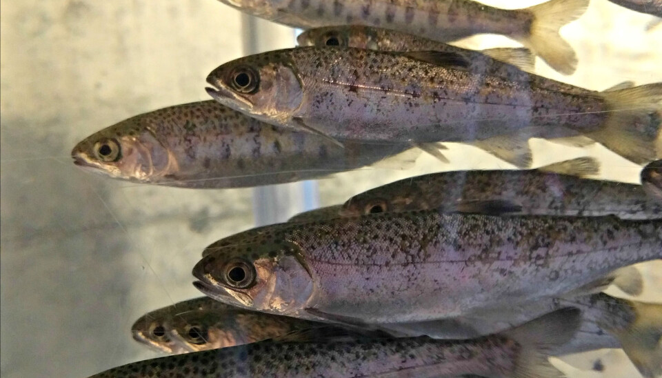 Comunidades apelan a rechazo de recurso que buscó dejar sin efecto permiso de piscicultura smolt, coho, peces, fry, alevin, pez, piscicultura, agua dulce