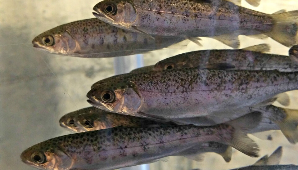 ¿Cuáles podrían ser los efectos de la exposición a concentraciones subletales de H2S? smolt, coho, peces, fry, alevin, pez, piscicultura, agua dulce