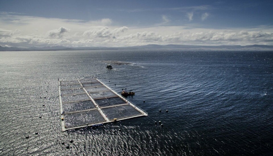 Foto: Australis Seafoods.