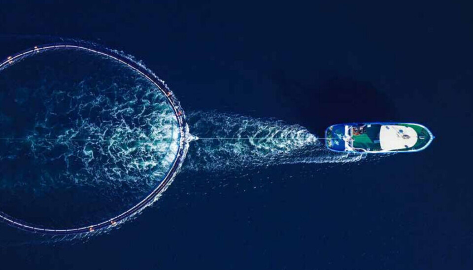 Demuestran la resiliencia del salmón del Atlántico a la turbulencia en la acuicultura offshore