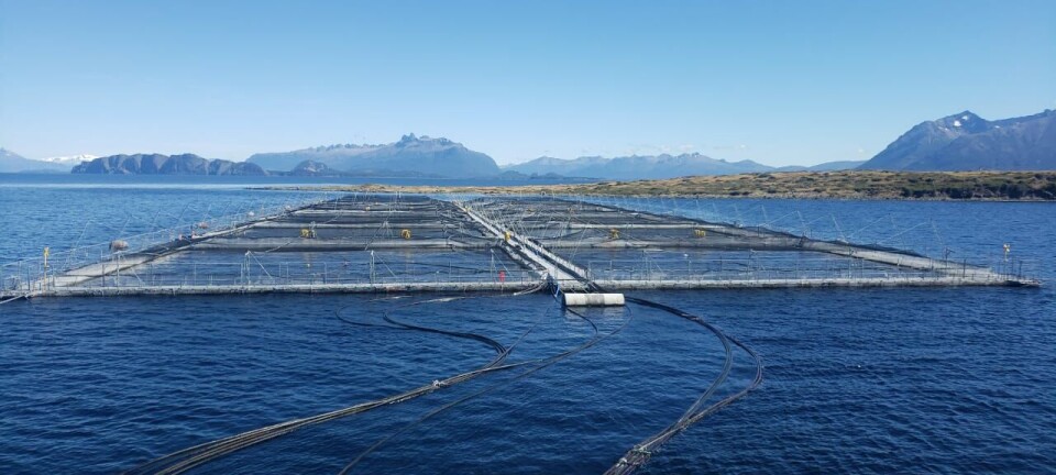 Nova Austral destaca como única salmonicultora en Chile que no utiliza antibióticos