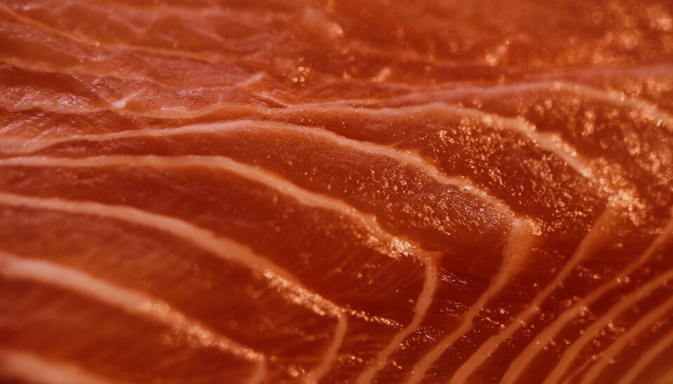 Foto: Archivo Salmonexpert.