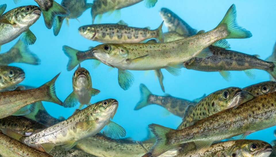 Foto: Agrovet / Marco Jimenez.