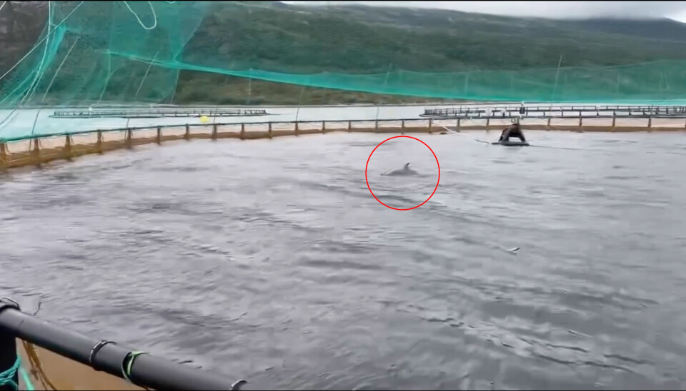 Foto: Ellingsen Seafood.