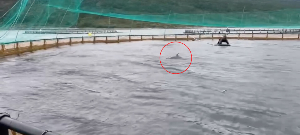 Encuentran ballena dentro de un centro de cultivo