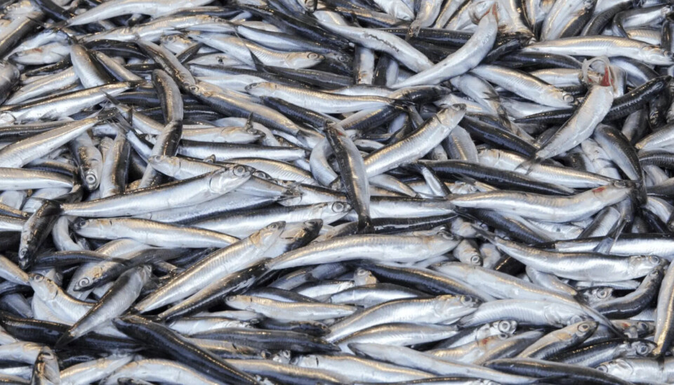 El cambio climático es una gran amenaza para el suministro de ingredientes marinos