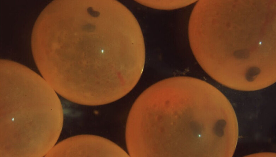 Embriones de salmón del Atlántico con corion normal en la etapa de embrión de ojos pigmentados (280 UTA).