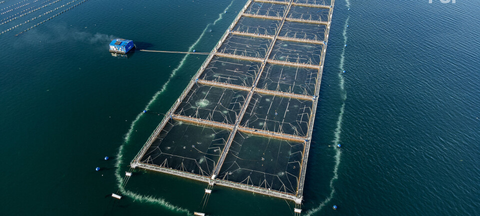 Preparan soluciones de mitigación ambiental en salmonicultura para la temporada 2024-2025