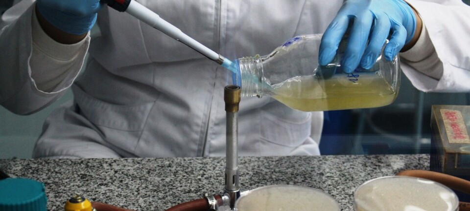 Nuevos hallazgos sobre Tenacibaculum podrían utilizarse para el desarrollo de vacunas