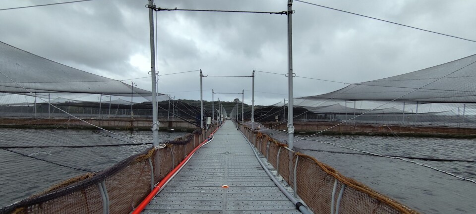 Anticipan que los precios del salmón se ajustarán a la baja por tres factores claves