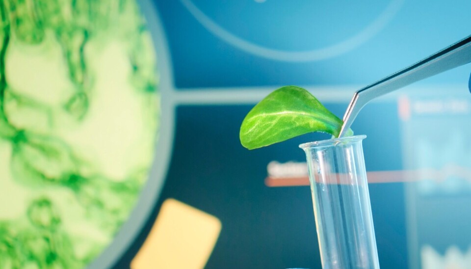 Empresa biotecnológica prepara nuevos lanzamientos para la salmonicultura