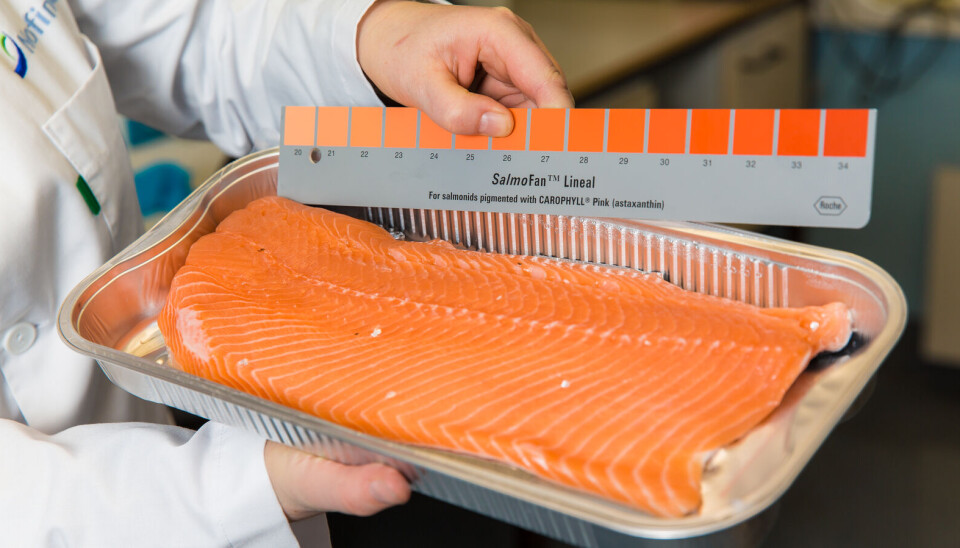 Investigadores de Nofima estudiaron la coloración del salmón.