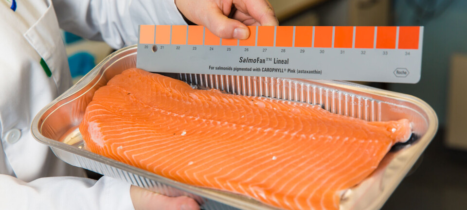 Estudio: la desparasitación mecánica reduce el color de los filetes de salmón