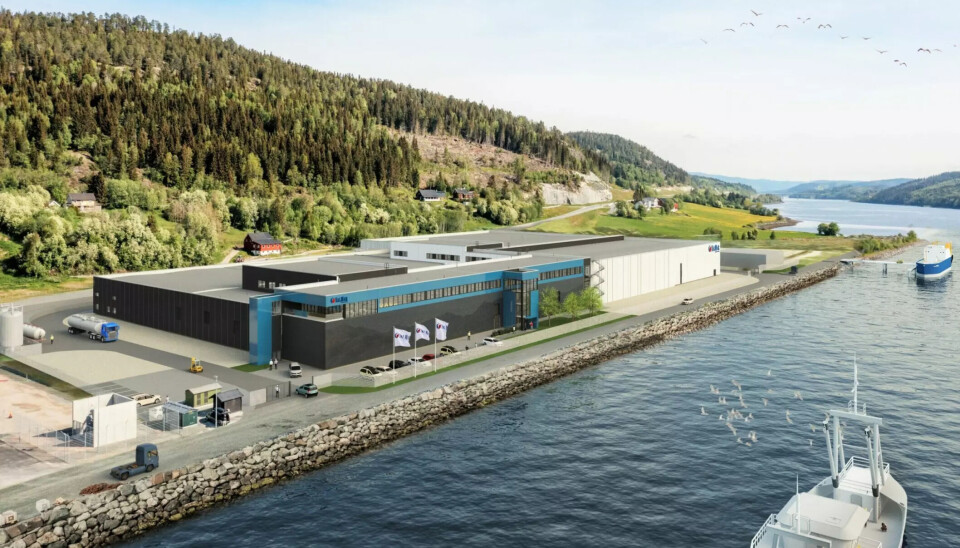 Productor tuvo que sacrificar 418.000 salmones debido a incidente