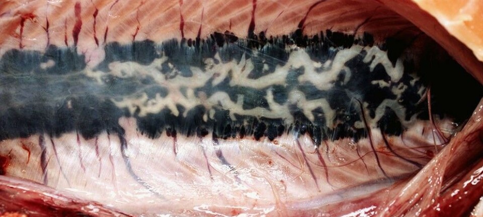 Alta prevalencia de patologías no infecciosas en la industria del salmón