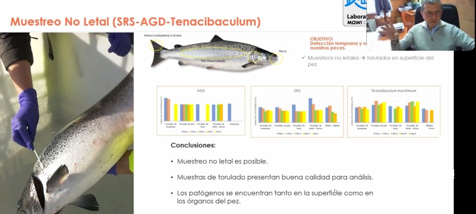 Mowi Chile detalla su estrategia dinámica para prevención y control de patologías