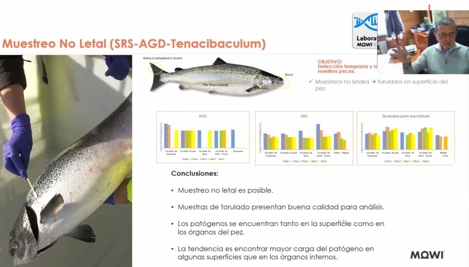 Imagen: Salmonexpert.