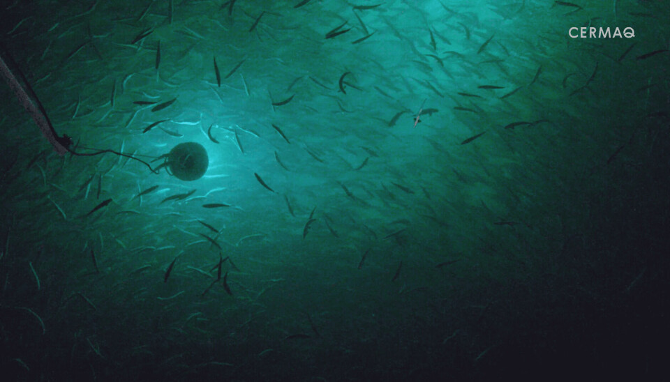 Cermaq Chile: primera salmonicultora en certificar internacionalmente su Bienestar Animal