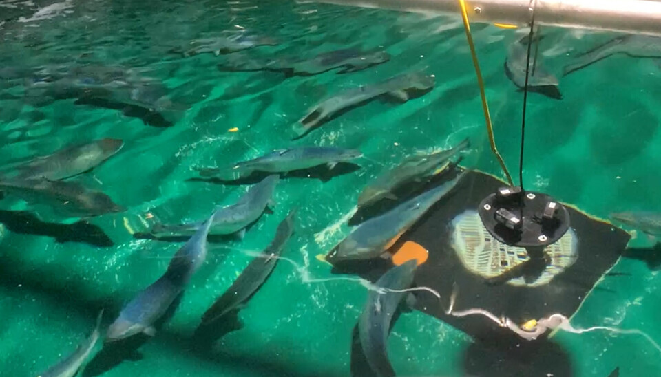 NMBU ha investigado si el ruido producido por el hombre estresa a los peces.