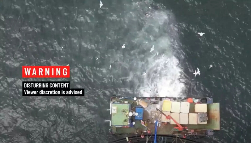 Tres centros de salmón suspendidos de programa de bienestar