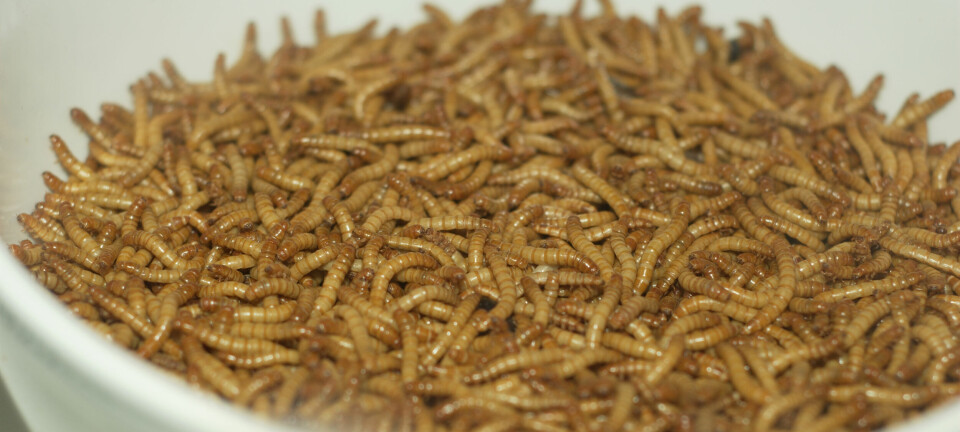 Cómo la harina de insecto en el alimento afecta el crecimiento de los post-smolts