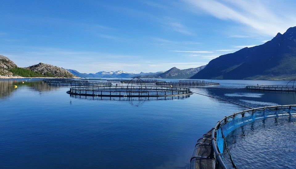 Cermaq toma medidas frente a temperaturas del mar inusualmente altas